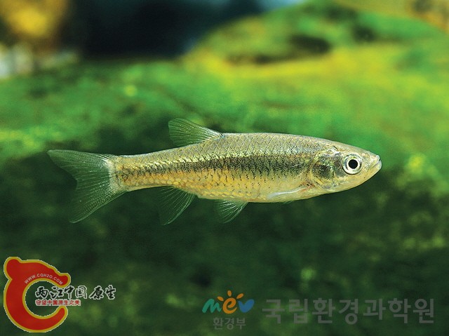 Aphyocypris chinensis（中华细鲫） (4).jpg
