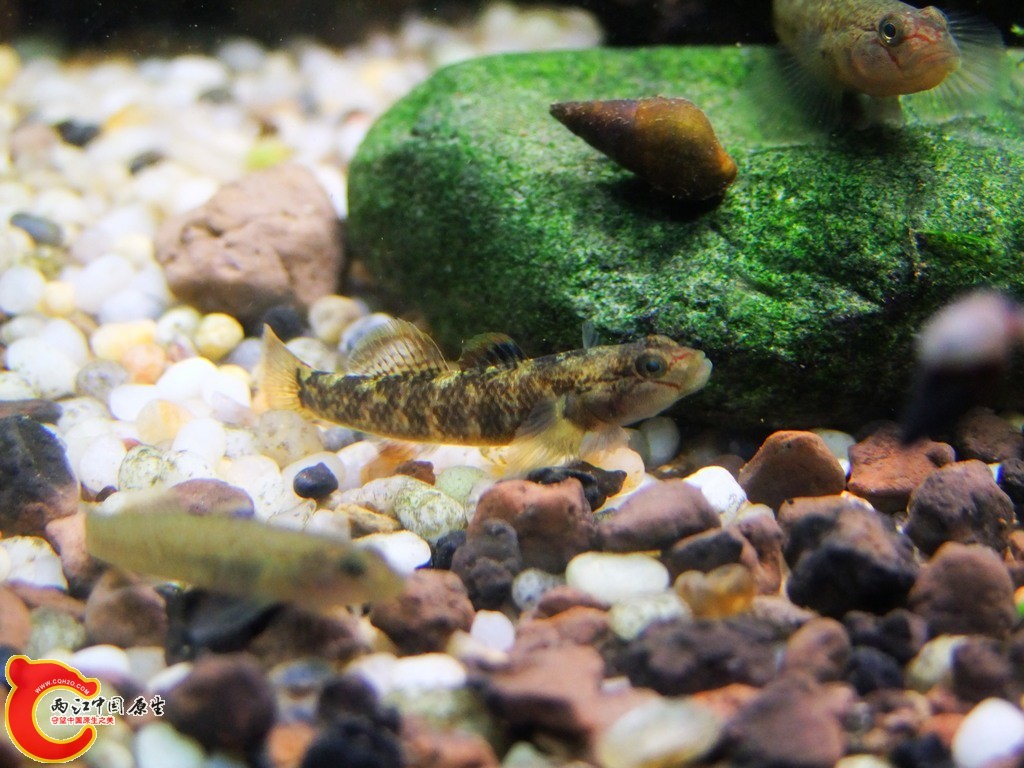 Rhinogobius SP（鸡鸣吻虾虎） (2).jpg