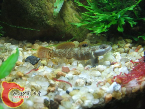 Rhinogobius SP（鸡鸣吻虾虎）.jpg