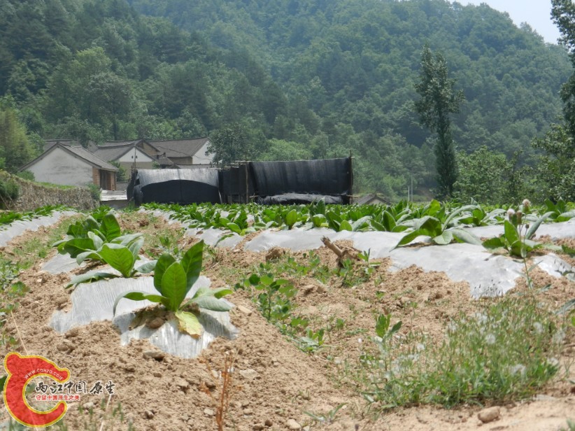 195.jpg