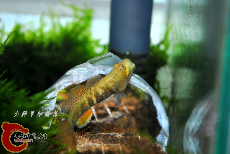 DSC_0108.JPG