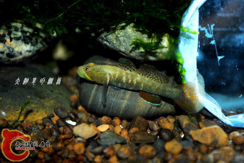 DSC_0160.JPG