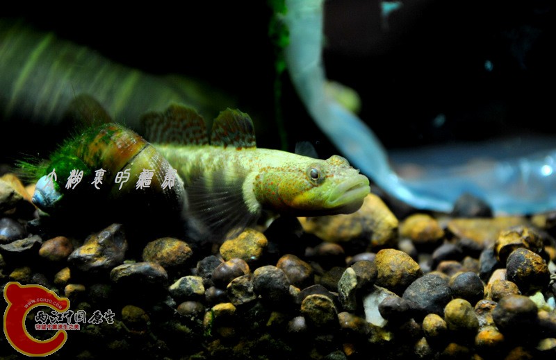 DSC_0164.JPG