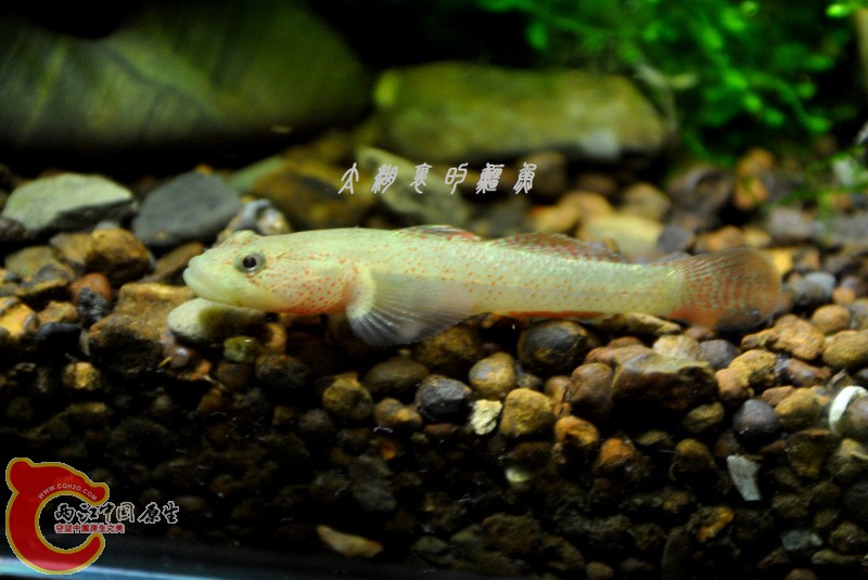 DSC_0308.JPG