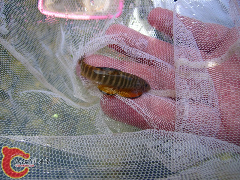 IMG_4817_副本.jpg