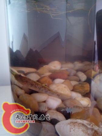 貌似子陵1.jpg