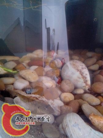 貌似子陵2.jpg