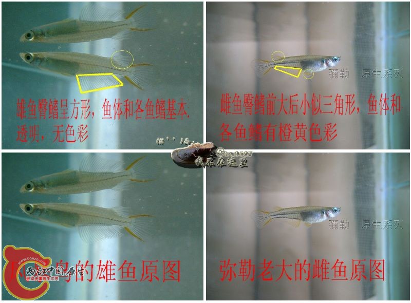 桂系青鳉雌雄分辨图.jpg