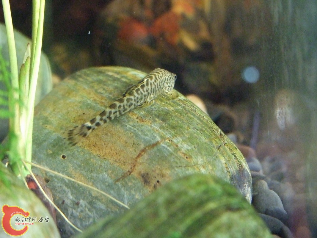 DSCF0795.jpg