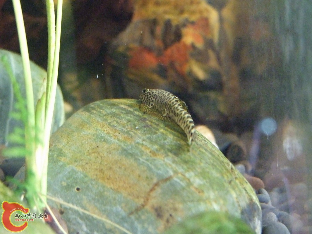 DSCF0796.jpg