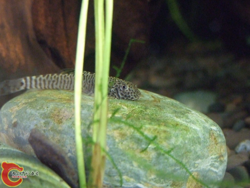 DSCF0815.jpg