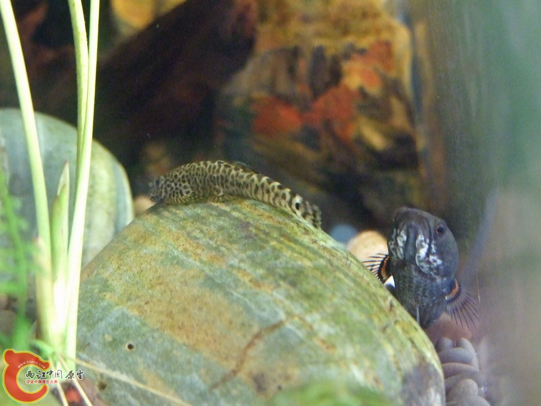 DSCF0810.jpg