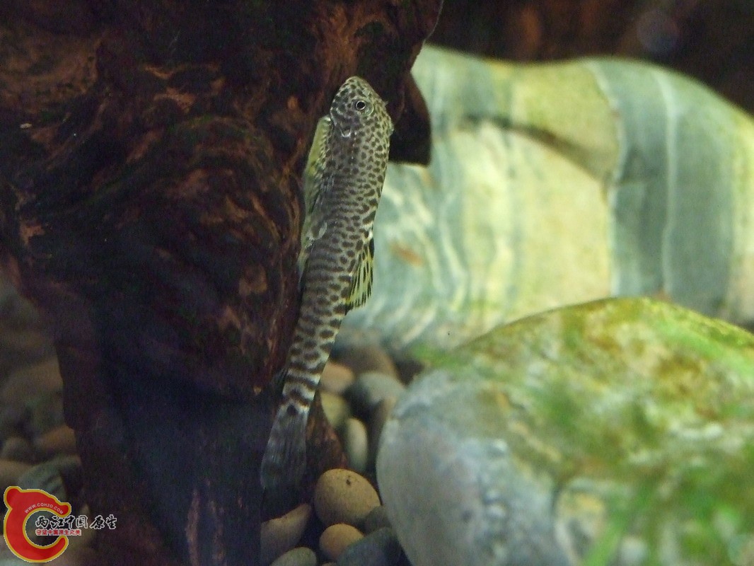 DSCF0830.jpg