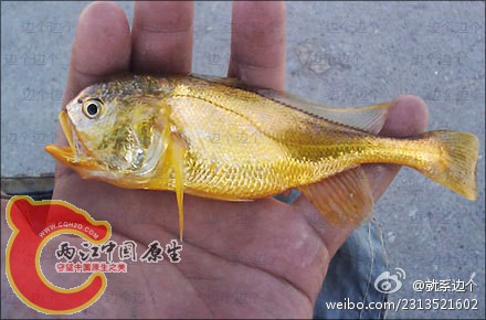 活狮头鱼.jpg