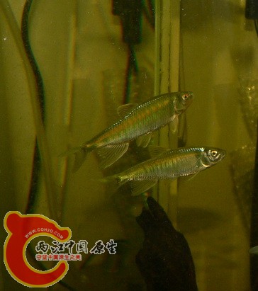 宽鳍鱲2.JPG