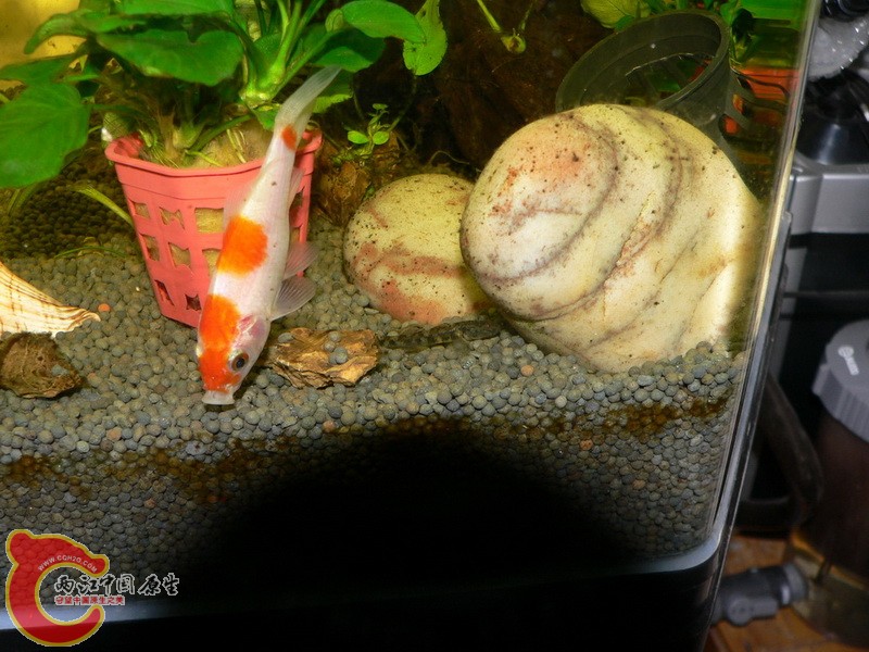 虾虎鱼.JPG