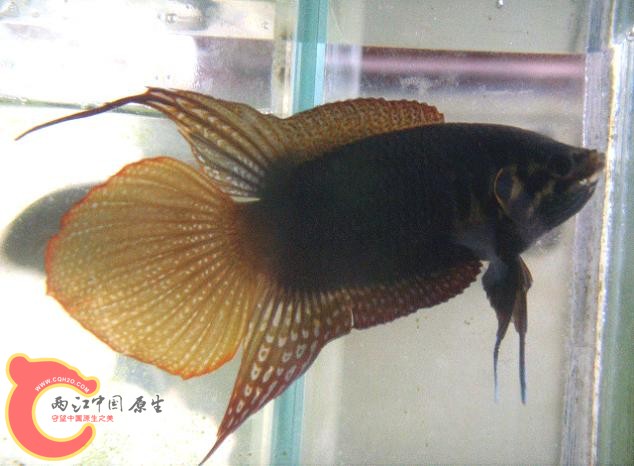 圆尾1.jpg