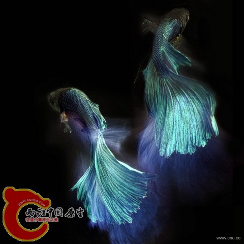 082438qsi1d6huuzznciun_调整大小.jpg