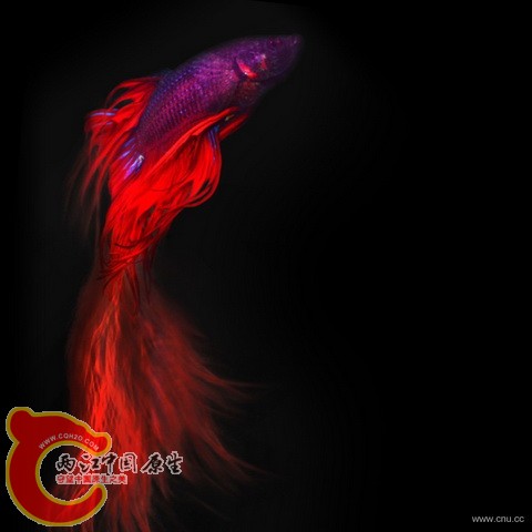 082427a9wea9au7z51315k_调整大小.jpg