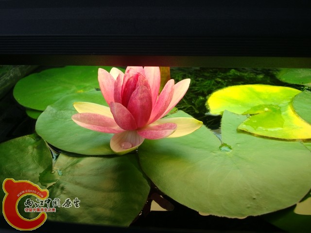 原缸里的睡莲开花了