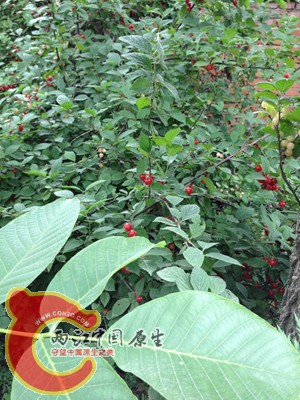 调整大小 IMG_0054.jpg