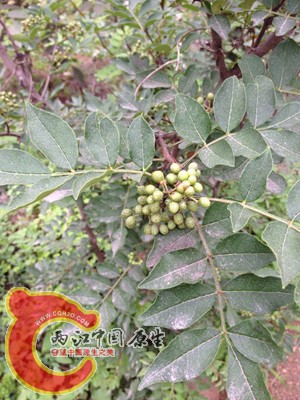 调整大小 IMG_0060.jpg