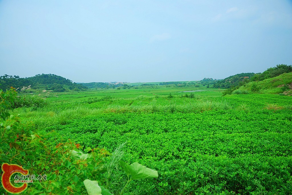 水库下的花生地.jpg