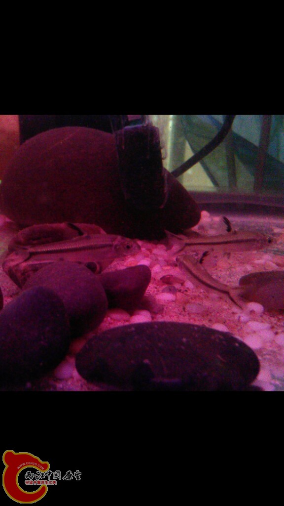 2012-07-01_19-45-20_2.png