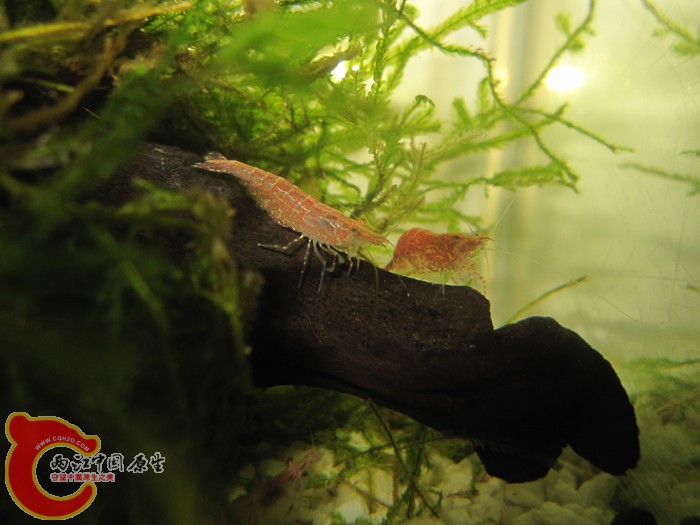 樱花米虾1 (1).jpg