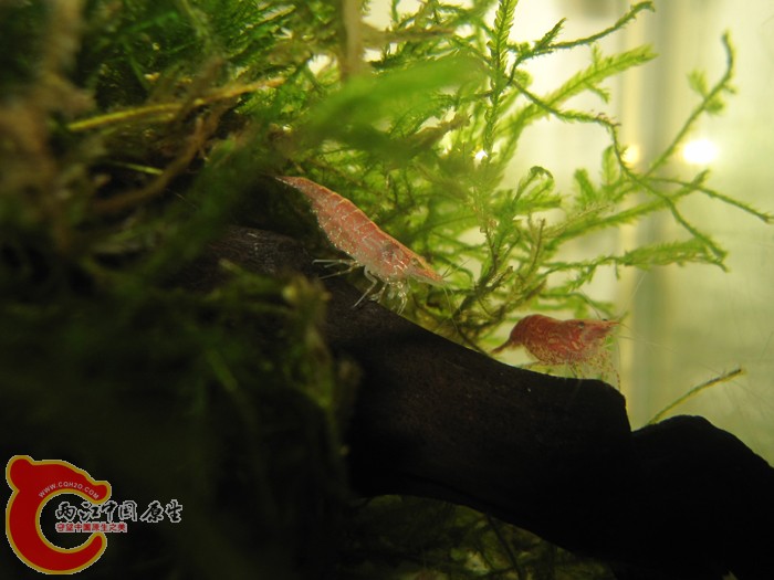 樱花米虾2 (2).jpg