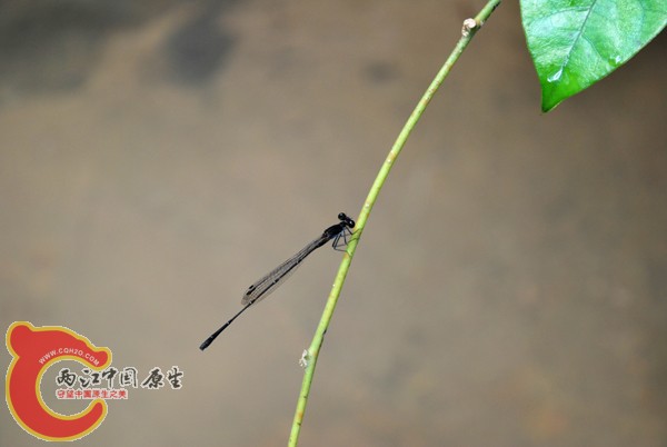 DSC_0940.JPG