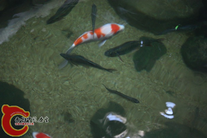 马口2.jpg