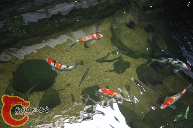 马口4.jpg