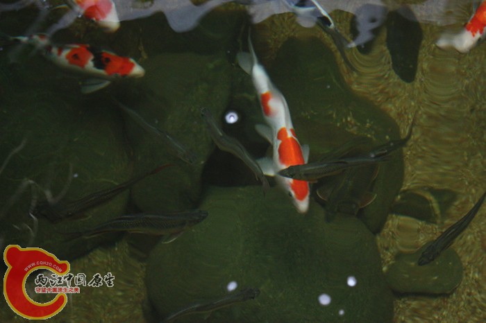 马口3.jpg