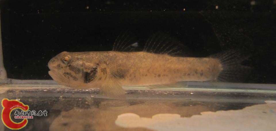 縱紋擬蝦虎  Pseudogobius sp.