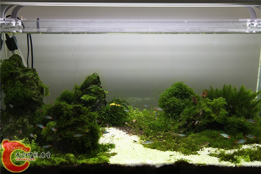 莫斯、珍珠草、鹰岩