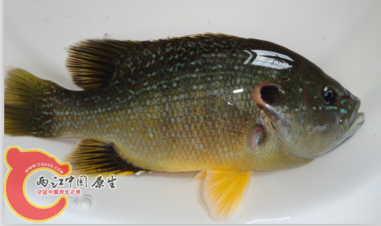 太阳鱼