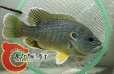 太阳鱼