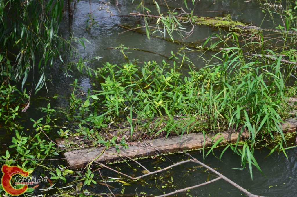 conew_20120709-169.jpg
