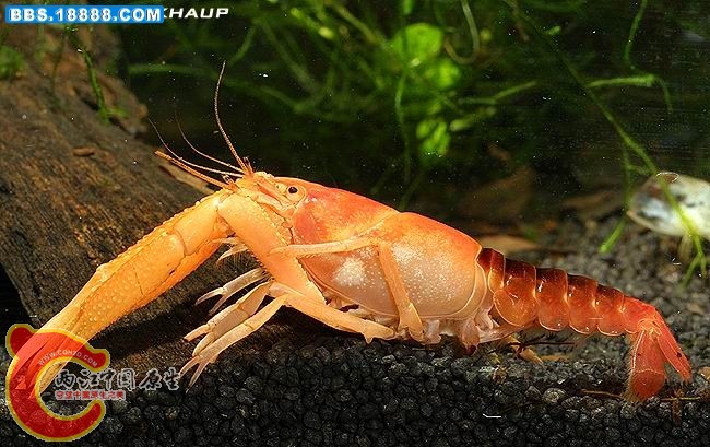 59_186497_dcc86b6a6421454.jpg