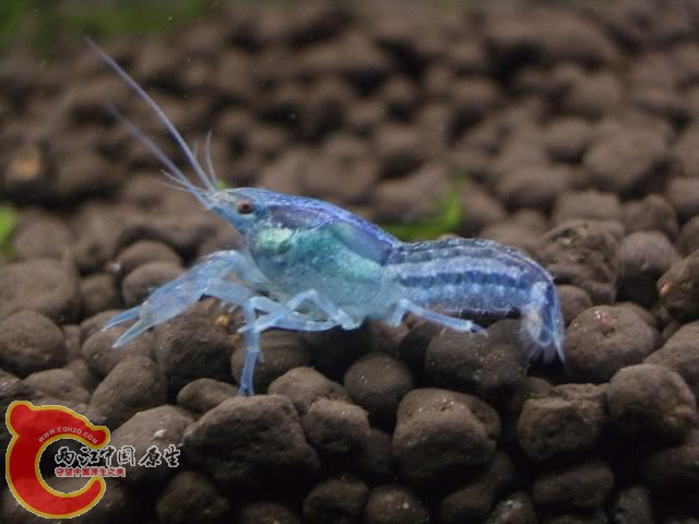 bluetexanus1.jpg