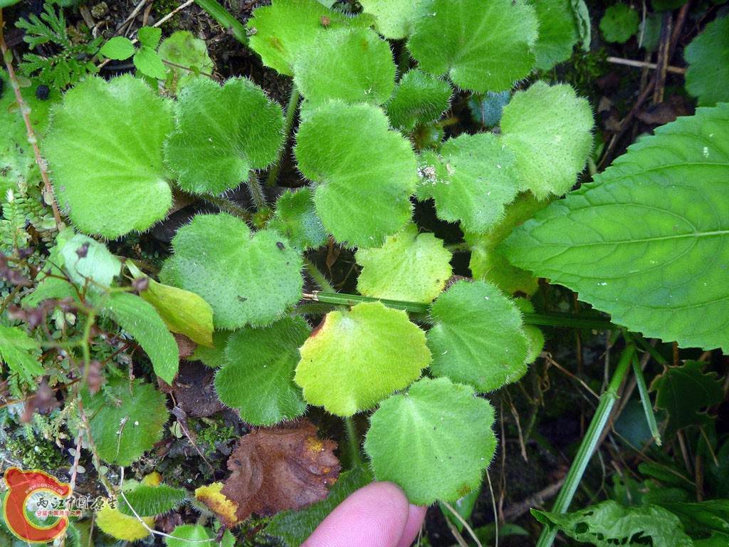 P1100839.JPG
