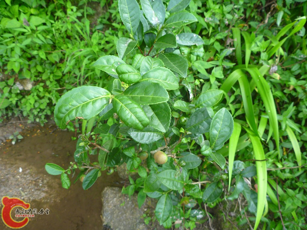 P1100834.JPG