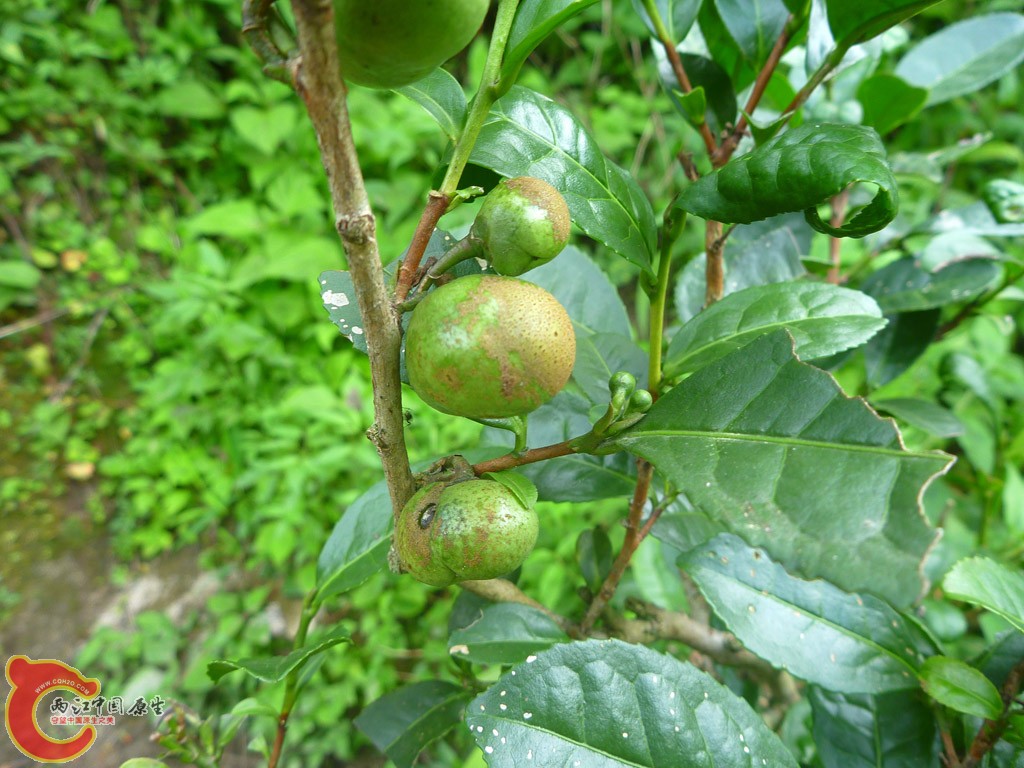 P1100835.JPG