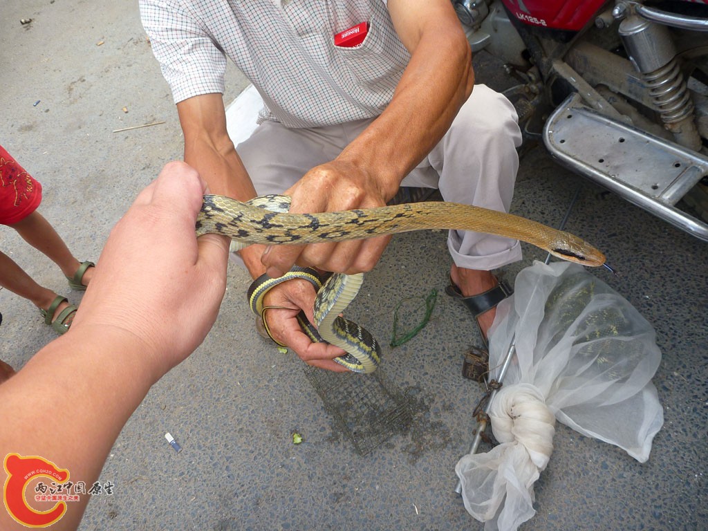 P1100916.JPG