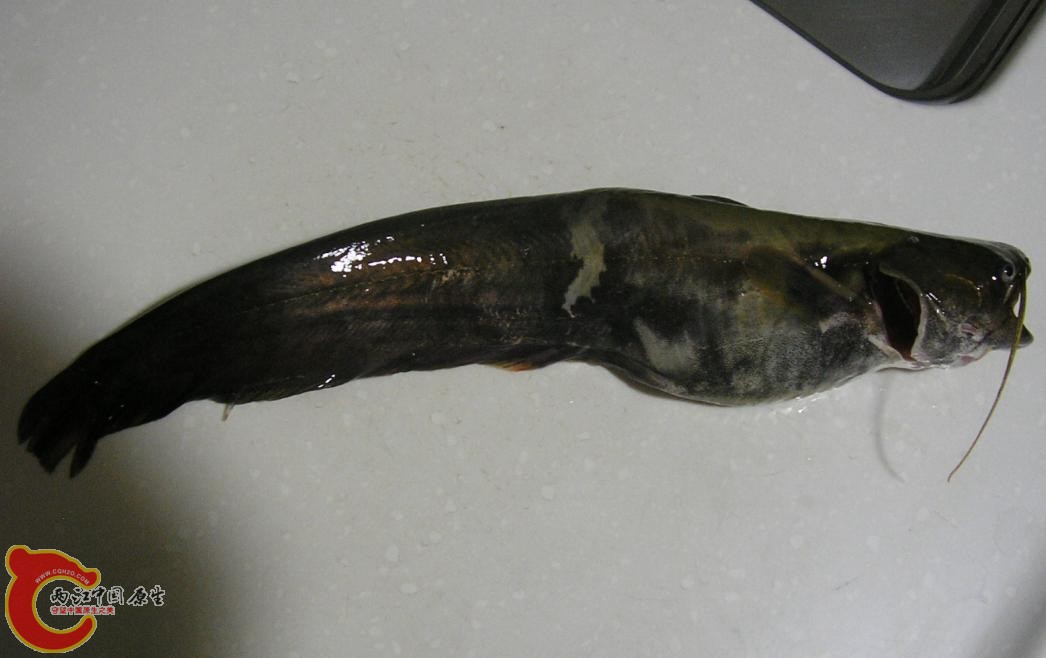 n.jpg