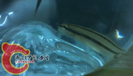 稿纹虾虎3.jpg