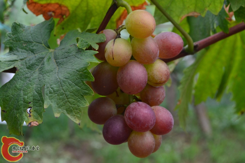 朋友家的葡萄园 (17).jpg