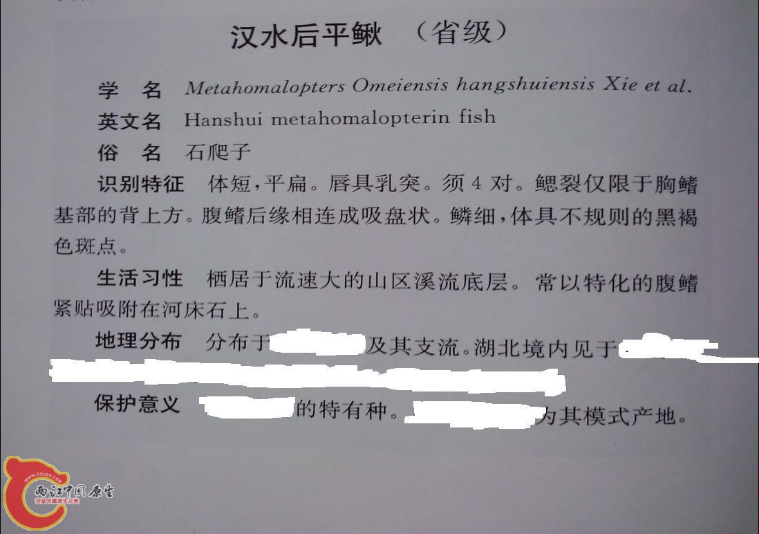 汉水后平鳅说明.JPG