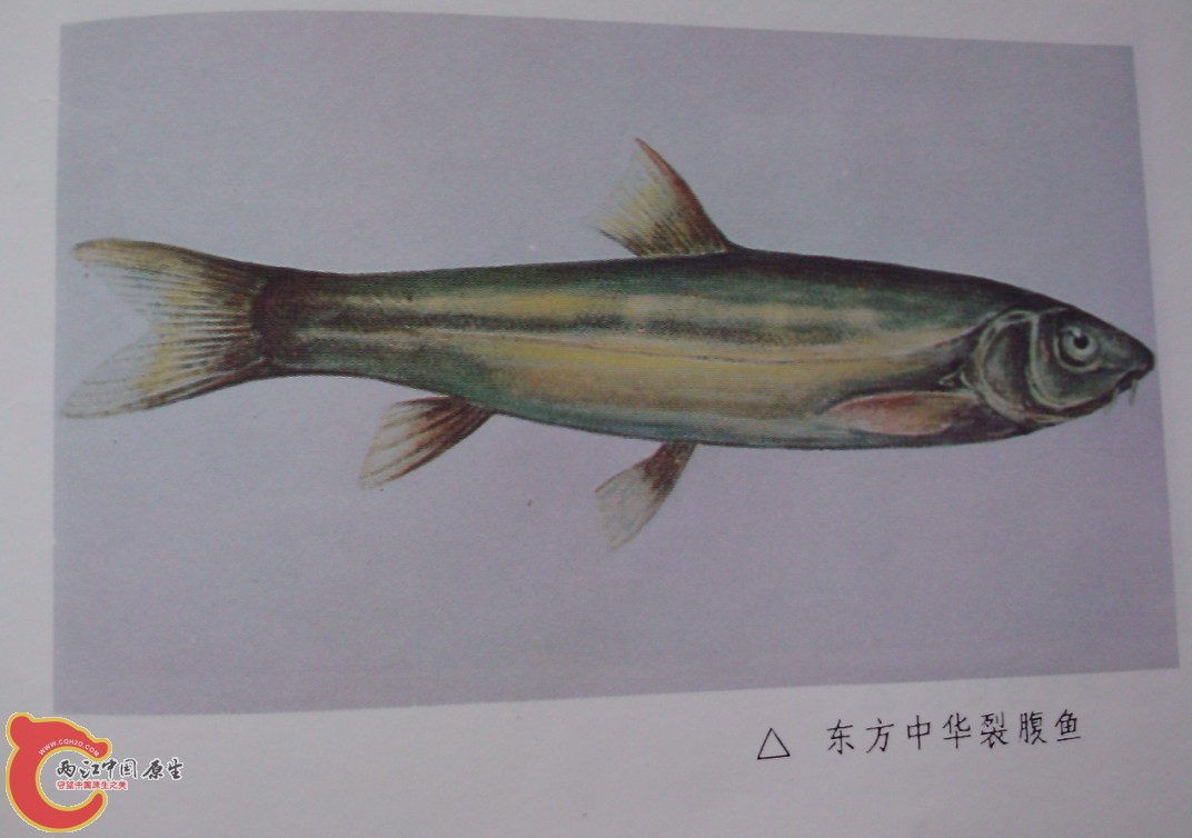 裂腹鱼图片.jpg